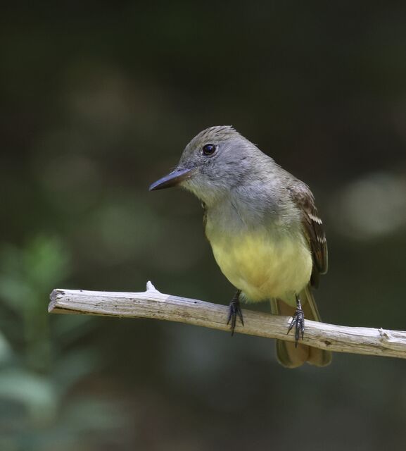 Great Crested Flycatcher