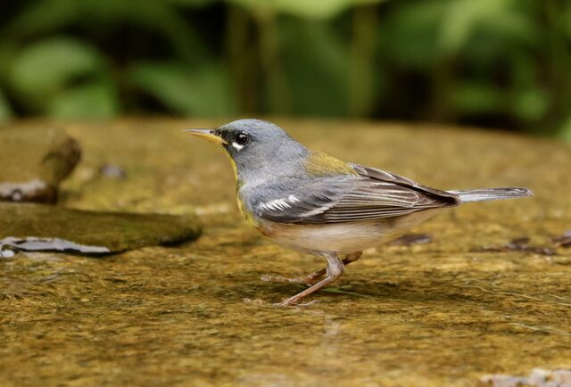 Northern Parula