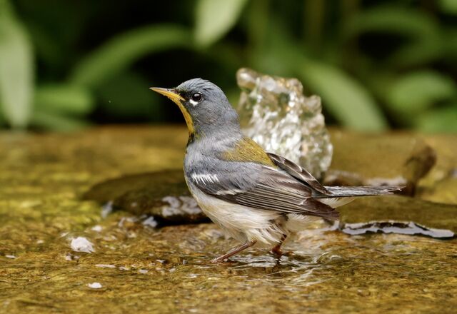 Northern Parula