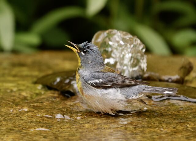 Northern Parula