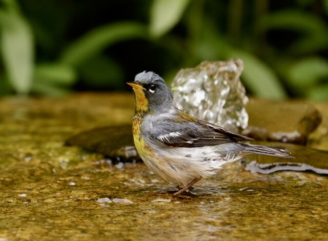 Northern Parula