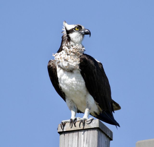 osprey photos