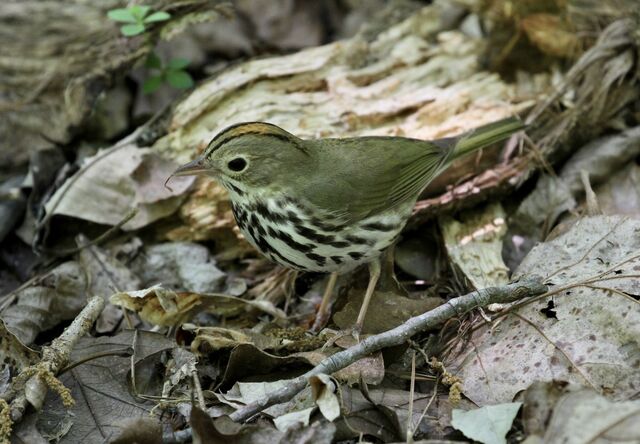 Ovenbird