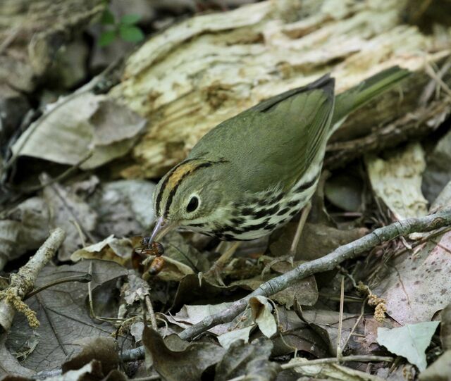 Ovenbird