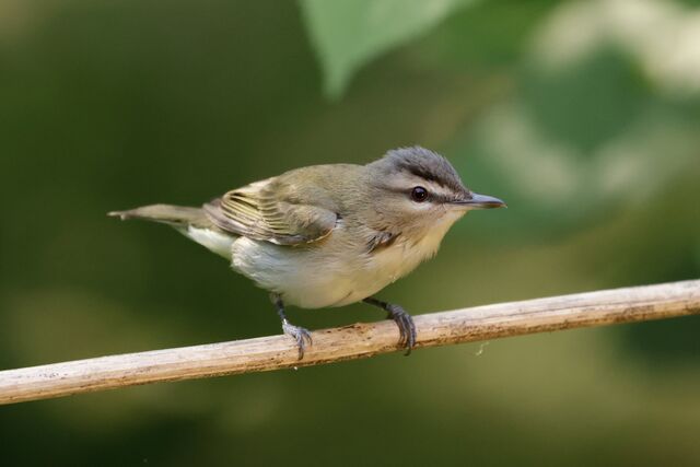 Red-eyed Vireo