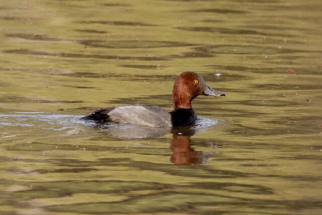 Redhead