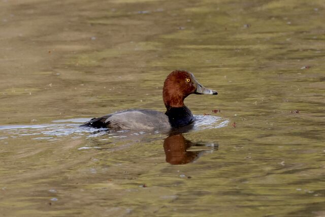 Redhead