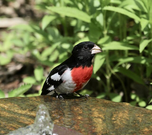 Rose-breasted Grosbeak