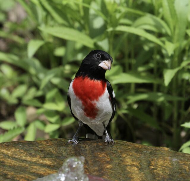 Rose-breasted Grosbeak