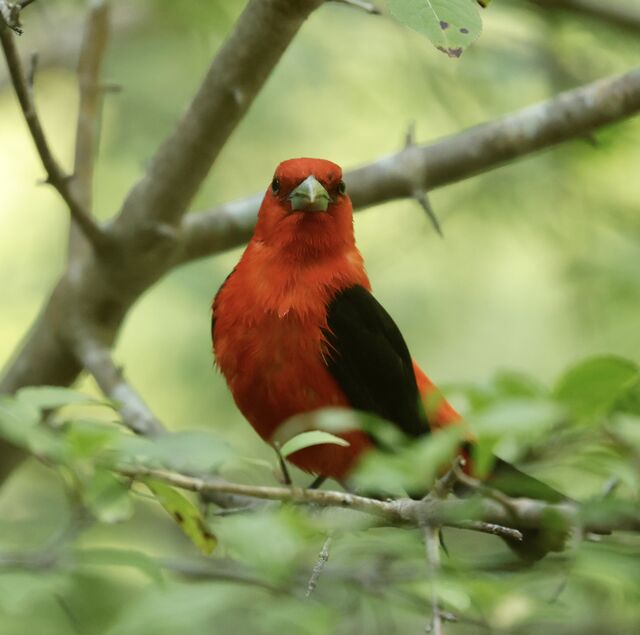 Scarlet Tanager