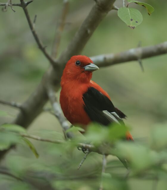 Scarlet Tanager