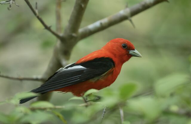 Scarlet Tanager