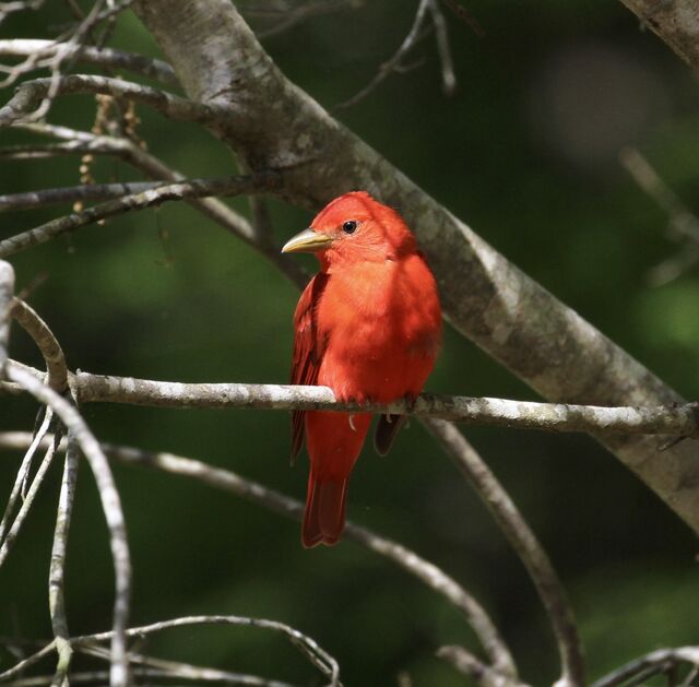 Summer Tanager