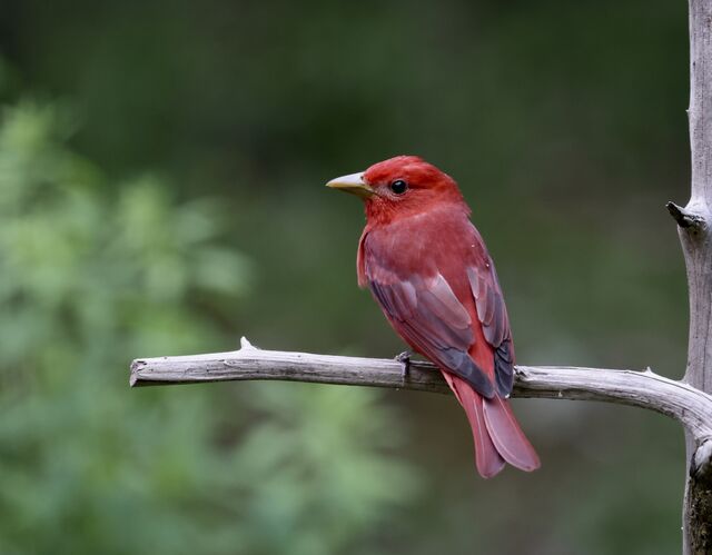 Summer Tanager