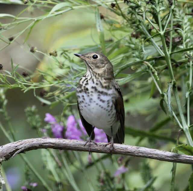 Swainson's Thrush