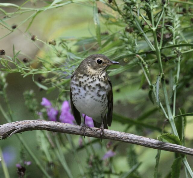 Swainson's Thrush