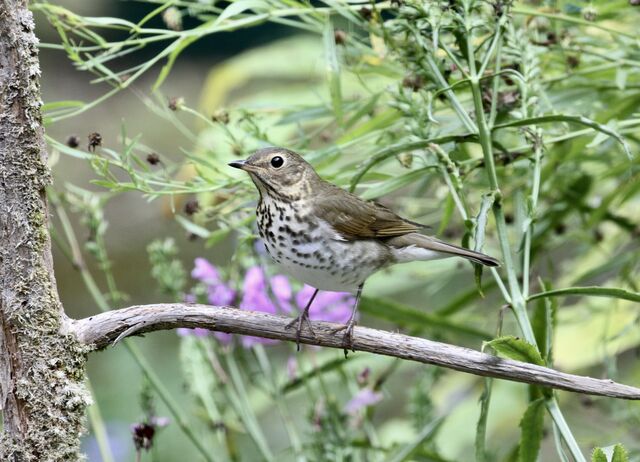 Swainson's Thrush