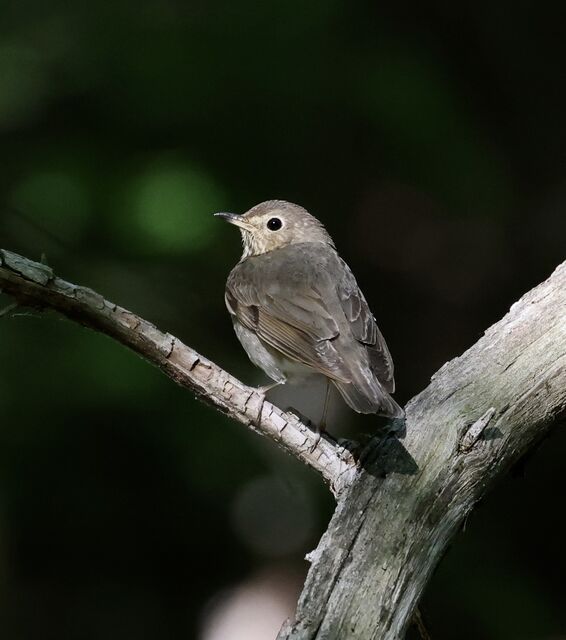 Swainson's Thrush