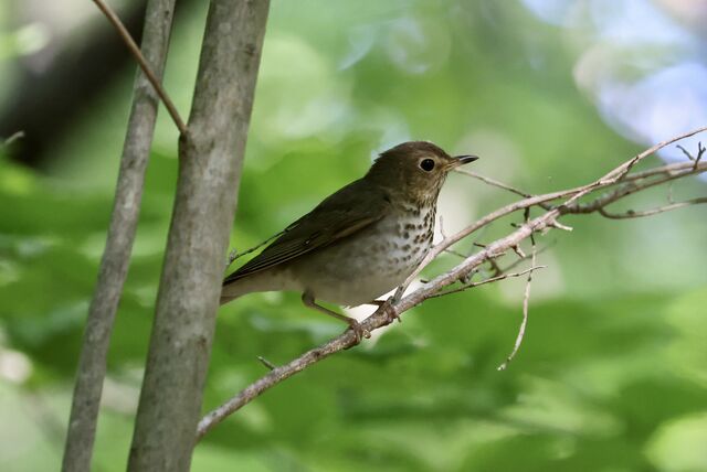 Swainson's Thrush