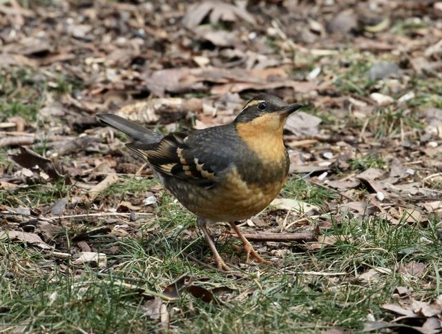 Varied Thrush