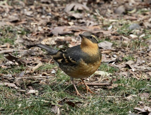 Varied Thrush