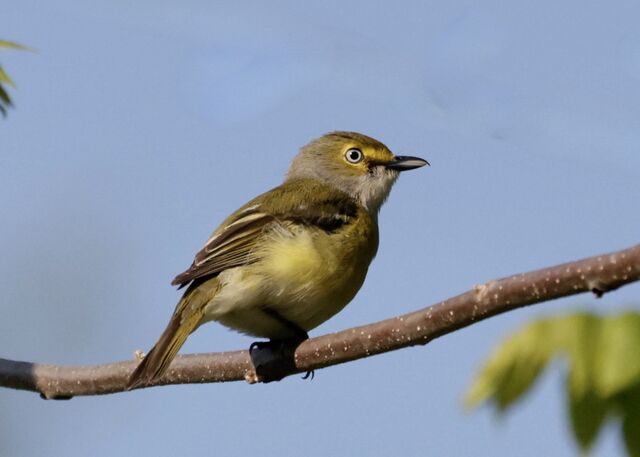 White-eyed Vireo