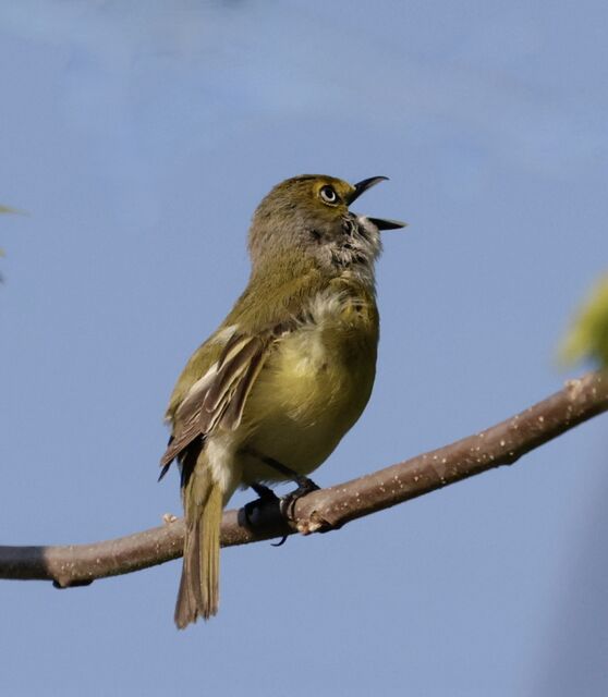 White-eyed Vireo