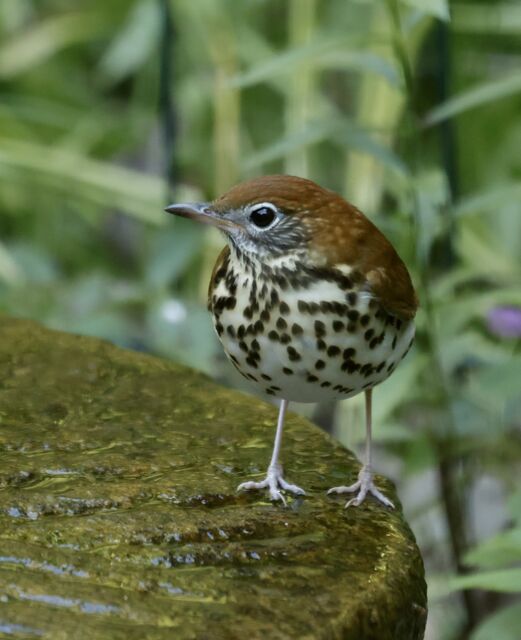 Wood Thrush