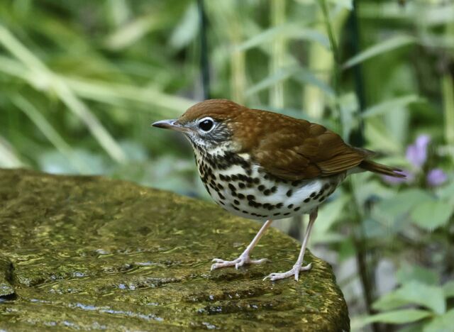 Wood Thrush