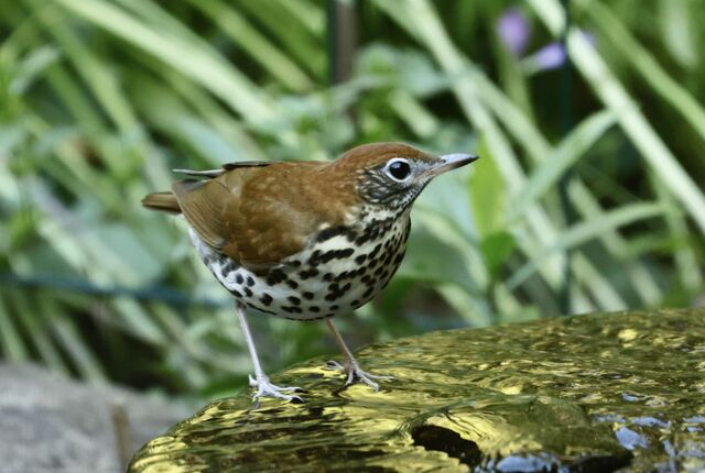 Wood Thrush