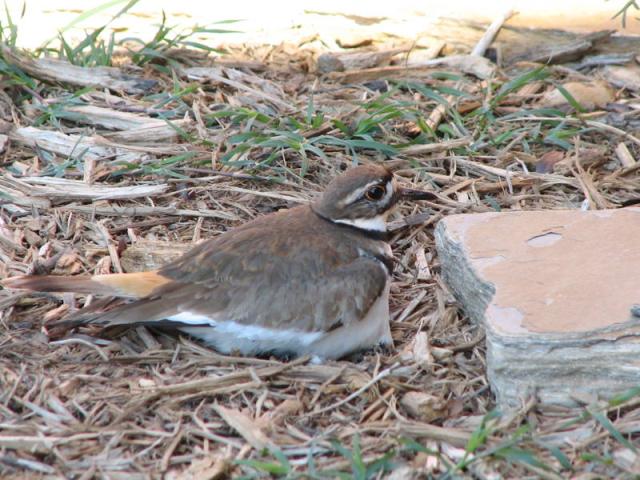 Killdeer