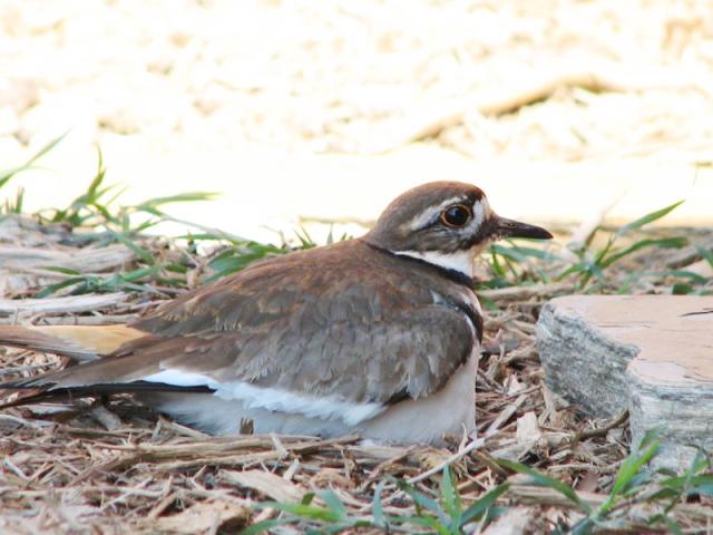 Killdeer