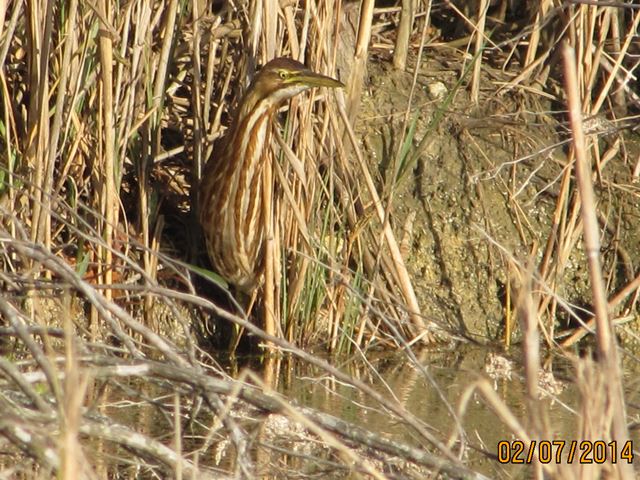 American Bittern