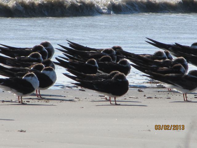 Black Skimmers