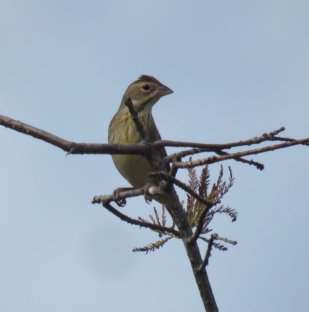 Dickcissel