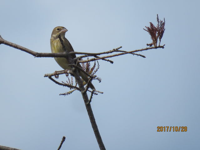 Dickcissel