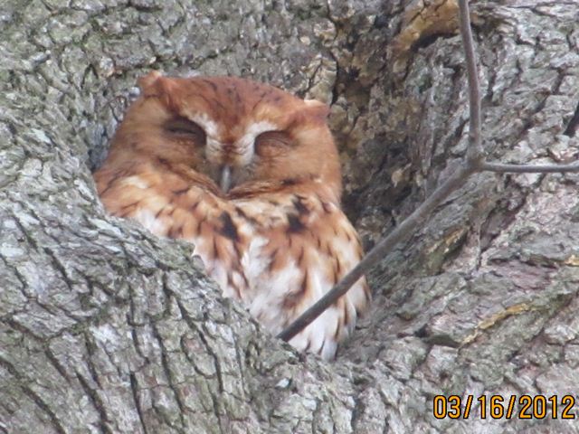 Eastern Screech-Owl