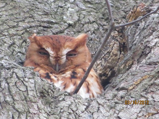 Eastern Screech-Owl