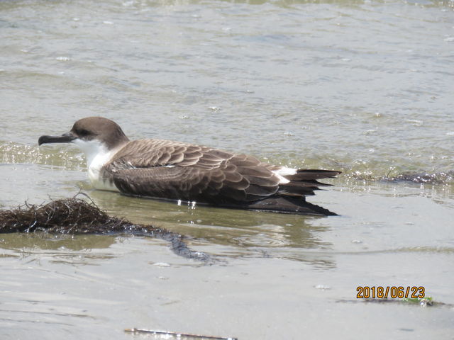 Great Shearwater