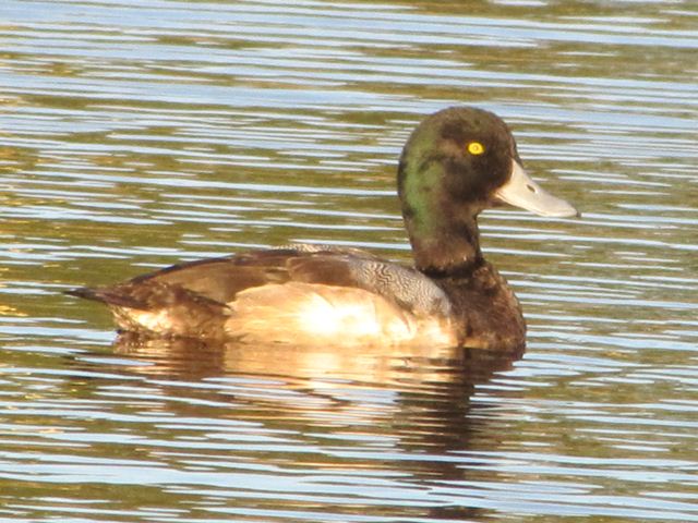 Greater Scaup