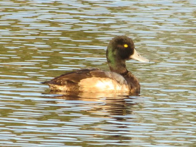 Greater Scaup