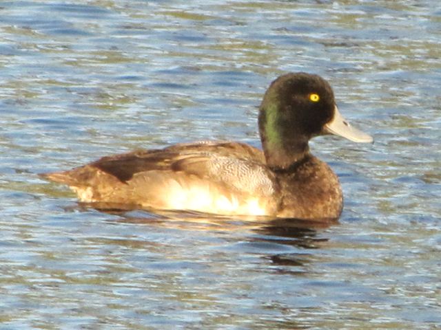 Greater Scaup