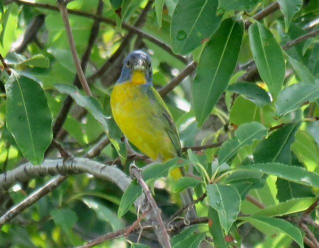 Painted Bunting