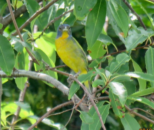 Painted Bunting