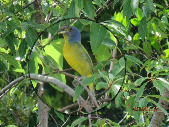 Painted Bunting