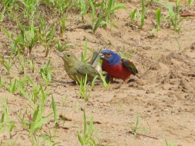 Painted Bunting