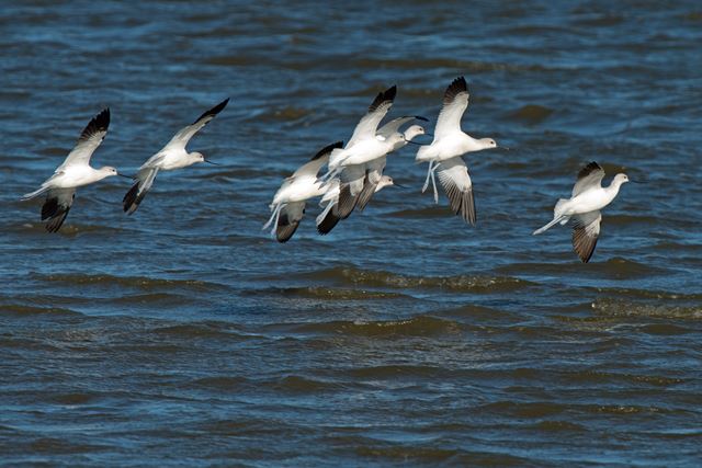 American Avocets