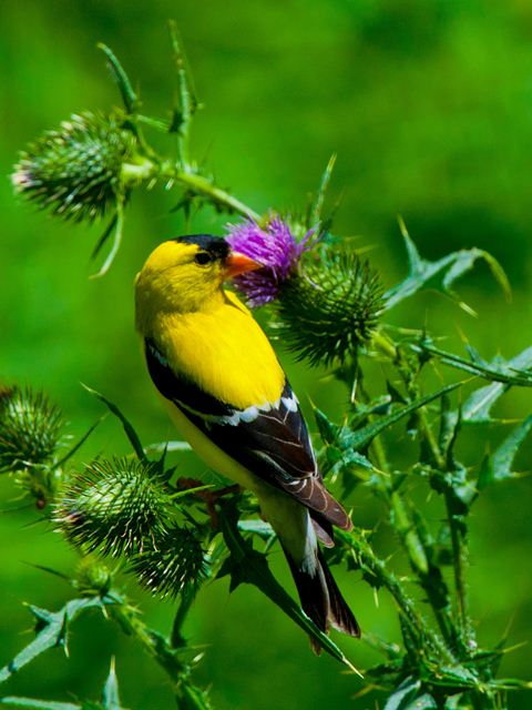 American Goldfinch