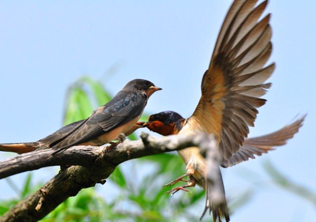 Barn Swallows