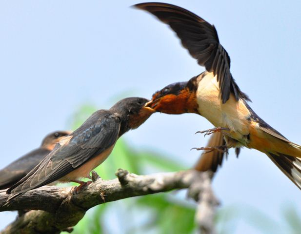 Barn Swallows